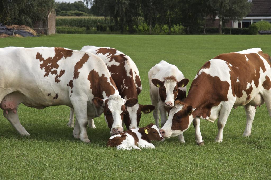 Minicamping De Lindehoef Moergestel Luaran gambar